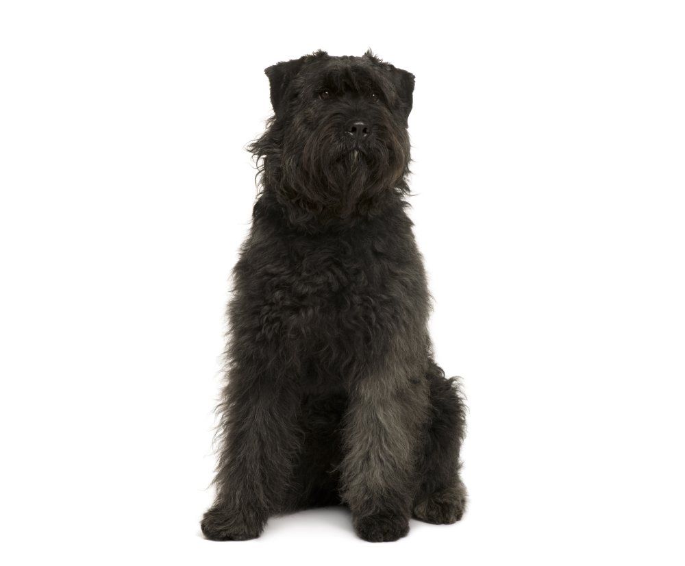 Bouvier des Ardennes dog on white background