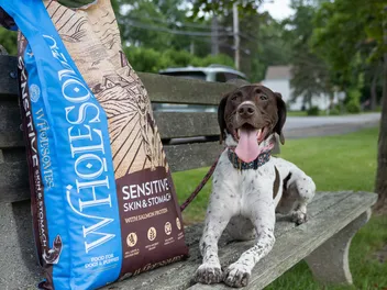 Nutritionist’s Guide to Healthy Skin and Gut for Your Dog