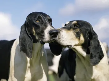 Chien Français Blanc et Noir Dog Breed: Info, Pictures & Care Guide