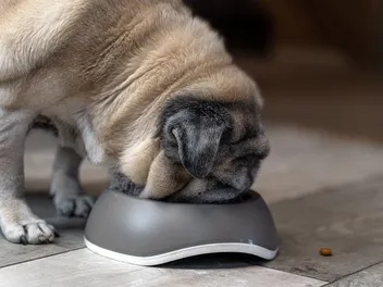 7 Best Senior Dog Foods for Small Breeds in 2026: Reviews & Top Picks