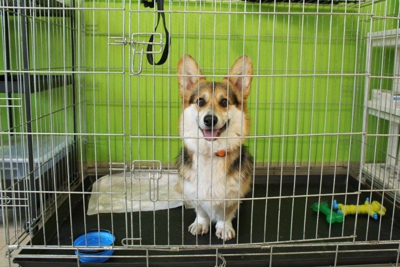 Corgi inside a crate