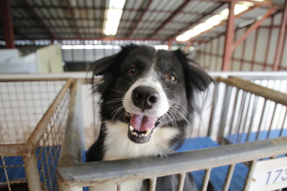 dog in a shelter