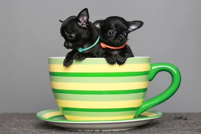 How Long Do Teacup Chihuahuas Live? Vet-Verified Average Lifespan, Data & Care