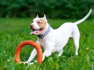 8 Best Outdoor Dog Toys in 2026 - Reviews & Top Picks