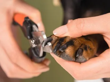What Happens If You Don't Cut Your Dog's Nails? Vet-Verified Facts & FAQ
