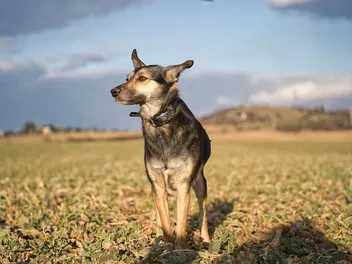 9 Best Wireless Dog Fences in 2026 – Reviews & Top Picks
