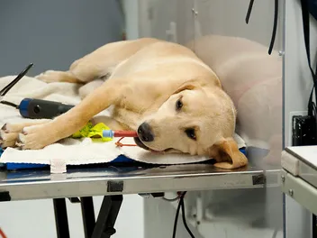 Eating & Drinking for Dogs Prior to Spaying/Neutering (Vet Answer)