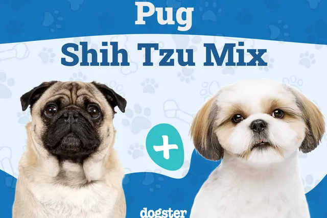 Pug-Zu (Pug & Shih Tzu Mix) Dog Breed: Info, Pictures & Care