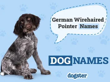 160 Popular & Unique German Wirehaired Pointer Names
