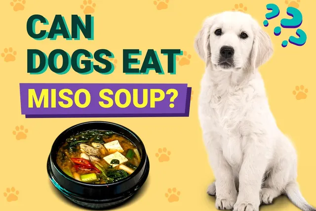 Can Dogs Eat Miso Soup? Vet-Verified Nutrition Facts & Risks