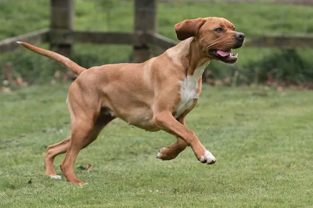 Portuguese Pointer Dog Breed Guide: Info, Pictures & Care