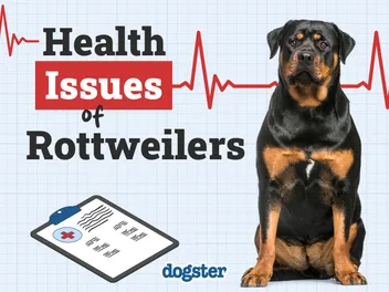 10 Common Health Problems in Rottweilers: Vet-Verified Facts