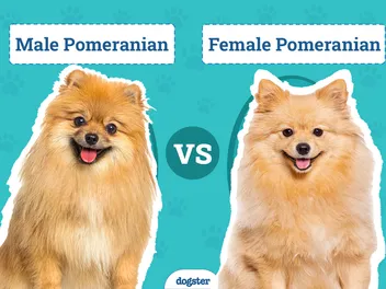 Male vs Female Pomeranians: The Differences (With Info & Pictures)