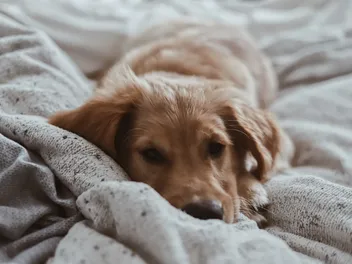 Why Does My Dog Pee on His Blanket? 7 Vet-Verified Reasons & Prevention