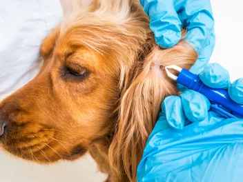 Anaplasmosis In Dogs: Our Vet Explains the Signs, Causes & Treatment