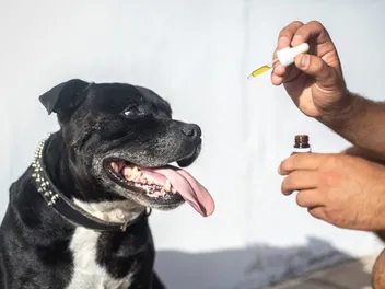 8 Best CBD Oils for Dogs in 2026 - Reviews & Top Picks