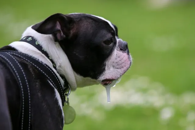Why Do Dogs Slobber? 7 Vet-Reviewed Reasons