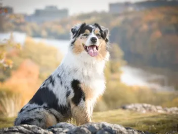 10 Most Popular Dog Breeds in North Carolina in 2026 (With Info & Pictures)