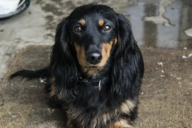 Do Dogs Like Eye Contact? Vet-Verified Facts & Tips