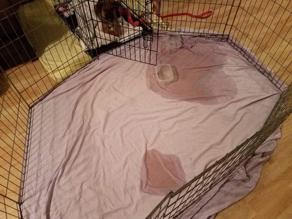 dog or puppy pee in a crate
