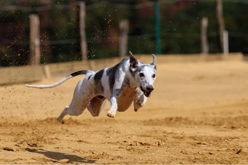 greyhound running