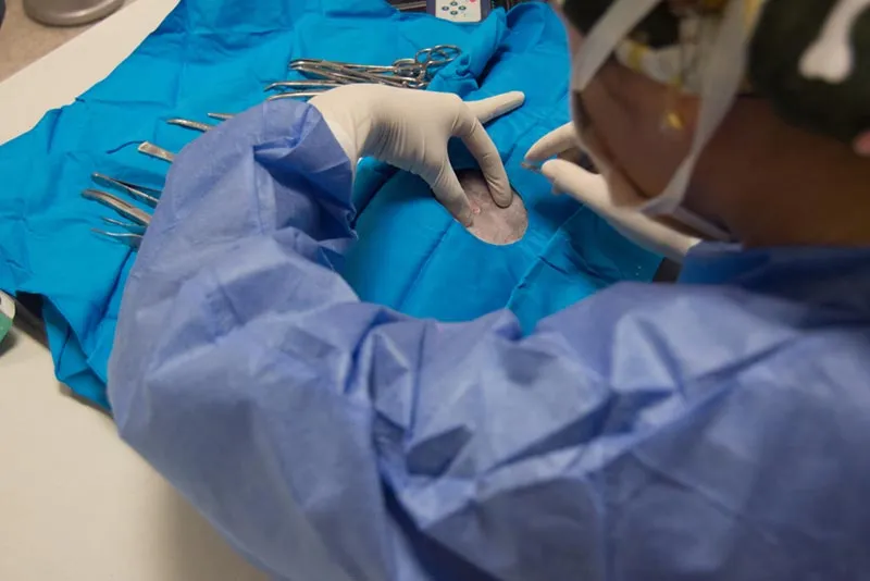 vet spaying a dog
