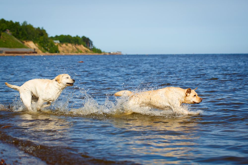 two labrador retriever dogs at the beach