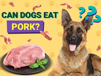 Can Dogs Eat Pork? Vet-Approved Nutrition Facts & FAQ