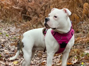 Is a Pitbull a Hunting Dog? Breed History & Facts