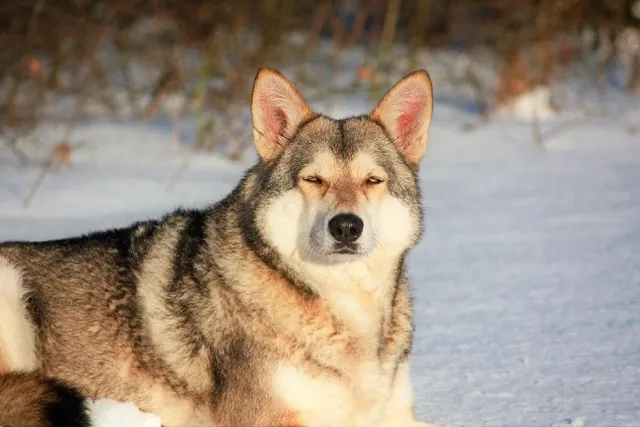 Do All Dogs Come From Wolves? Evolution and Domestication History