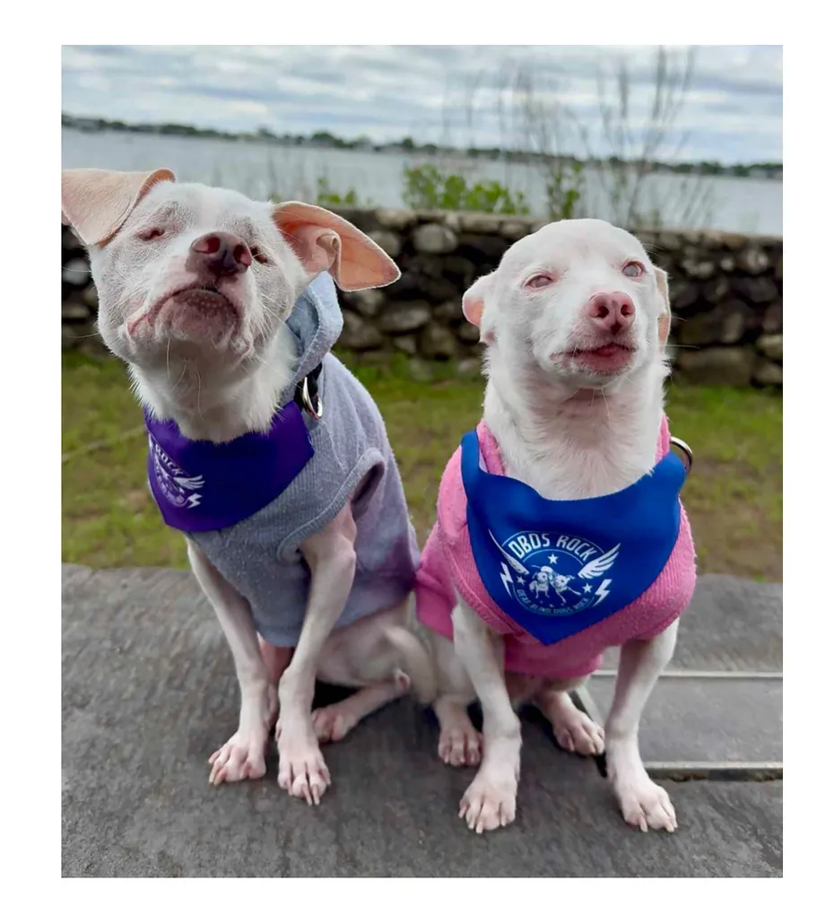 Two small dogs wearing sweaters and DBDS Rock bandanas sitting outside