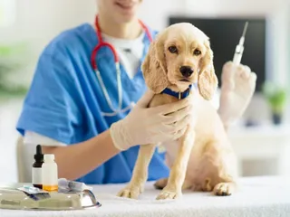 How Much Do Dog & Puppy Vaccinations Cost in Australia? 2026 Update