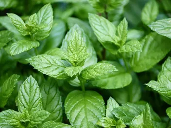 Can Dogs Have Peppermint? Vet-Verified Safety Facts & FAQ
