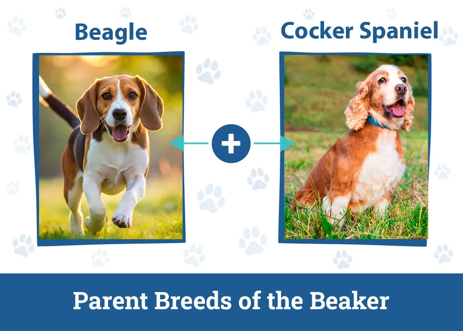Parent Breeds of the Beaker