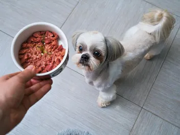 How to Tell If Wet Dog Food Has Gone Bad? 7 Vet-Verified Signs & FAQ