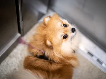 Do Dogs Understand Elevators? Vet-Reviewed Tips & FAQs