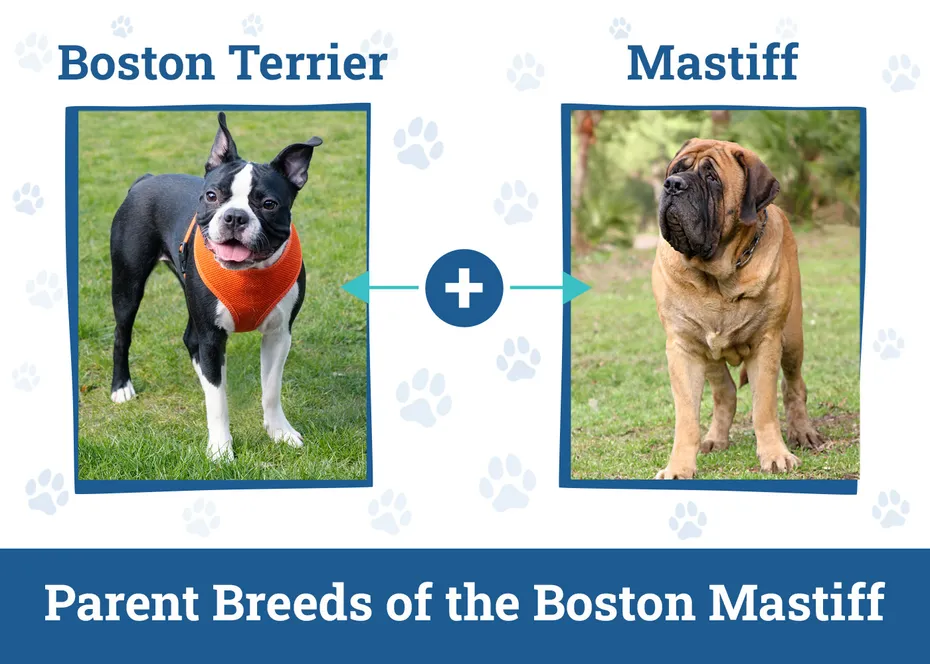 Parent Breeds of the Boston Mastiff