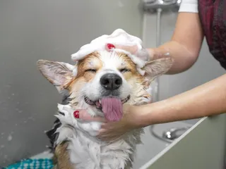 If I Have No Dog Shampoo, What Can I Use? 6 Vet-Approved Options