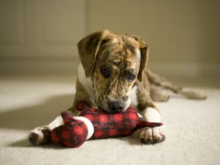 The 10 Most Adorable Realistic Dog Stuffed Animals in 2026