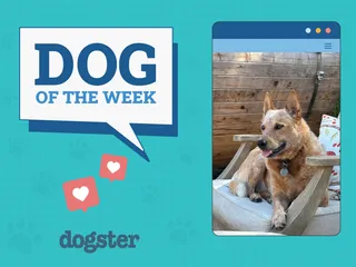 Dogster Photo Contest: Dogs of the Week Winners (December 11, 2025)