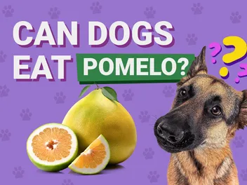 Can Dogs Eat Pomelo? Vet-Reviewed Benefits & Risks