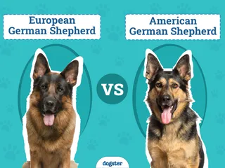 European vs American German Shepherd: The Key Differences (with Pictures)