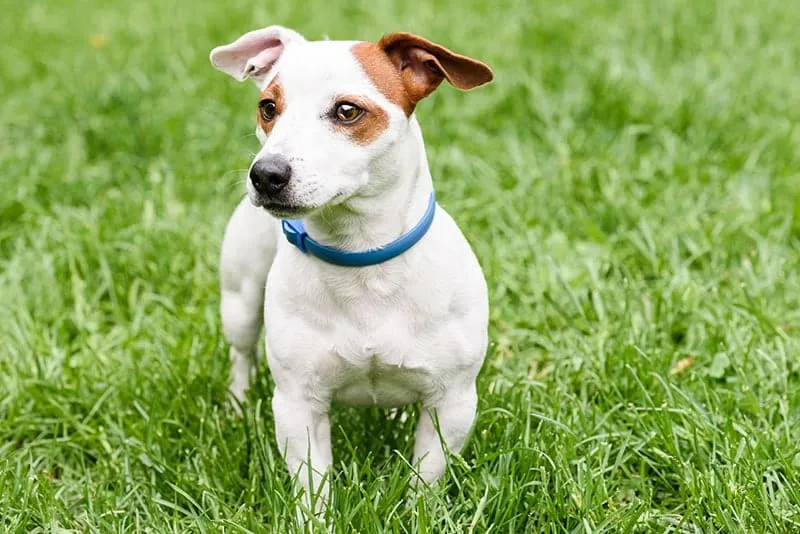 Blue anti tick and flea collar on cute dog
