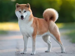 Shiba Inu Breed Info, Pictures, Traits & Care Guide