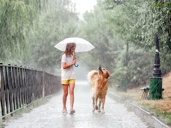 How to Walk a Dog in the Rain: 7 Vet-Reviewed Wet Weather Tips