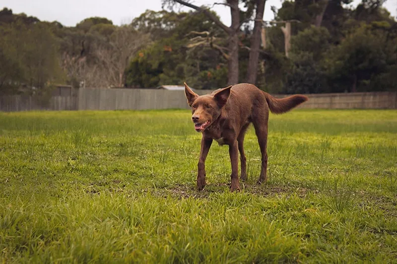 brown koolie dog