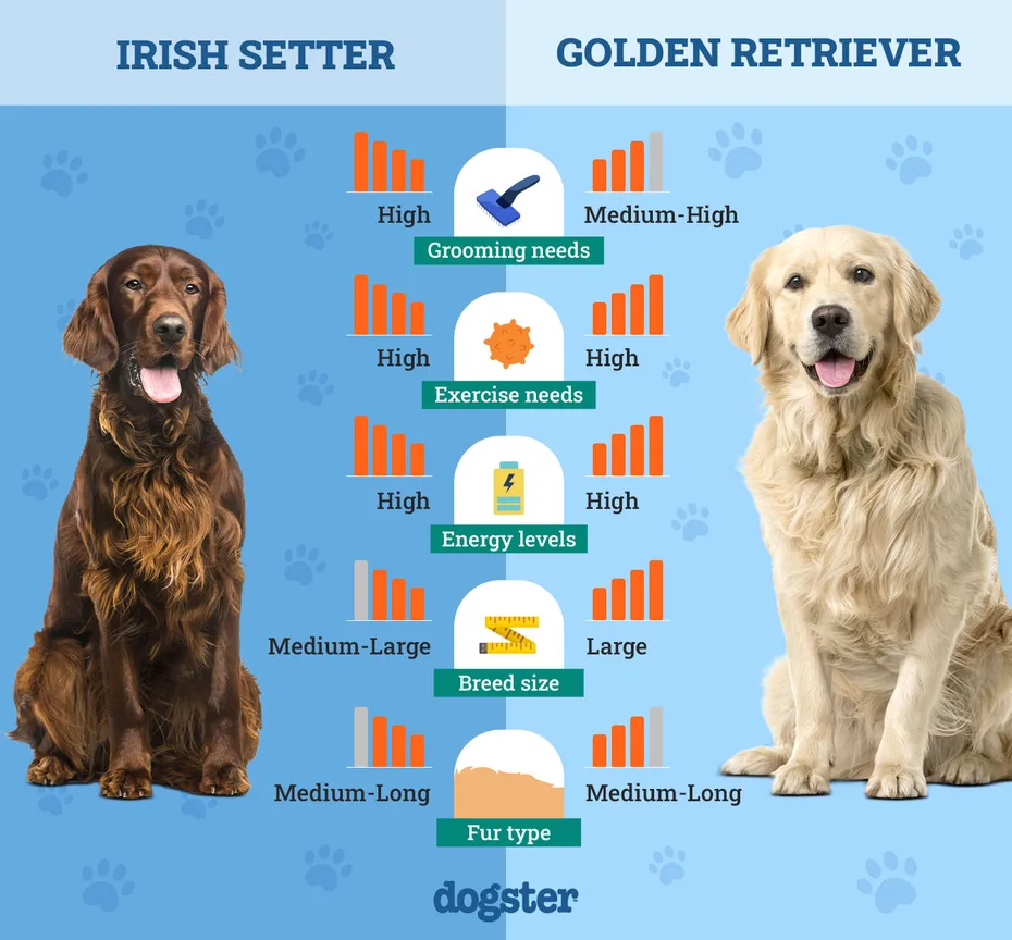 Dogster_Side by Side Comparison_ Irish Setter vs Golden Retriever