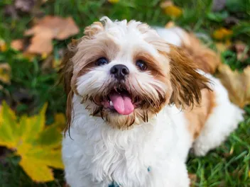 Why Do Shih Tzus Stink? 4 Vet-Reviewed Reasons & Solutions