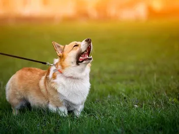 Do Corgis Bark a Lot? Vet-Verified Facts & Tips to Stop It