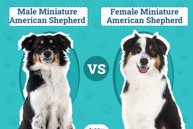 Male vs. Female Miniature American Shepherds: The Differences (With Pictures)